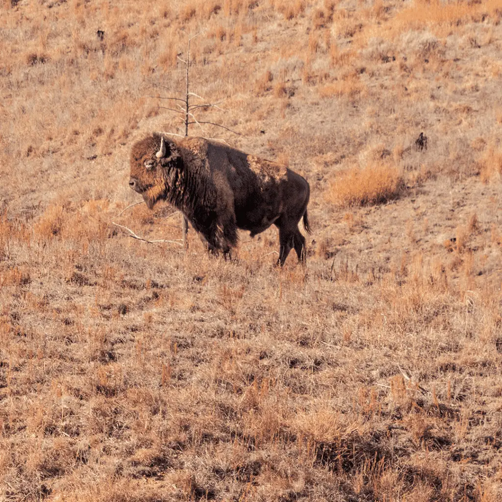 Buffalo-Hunting-Kansas