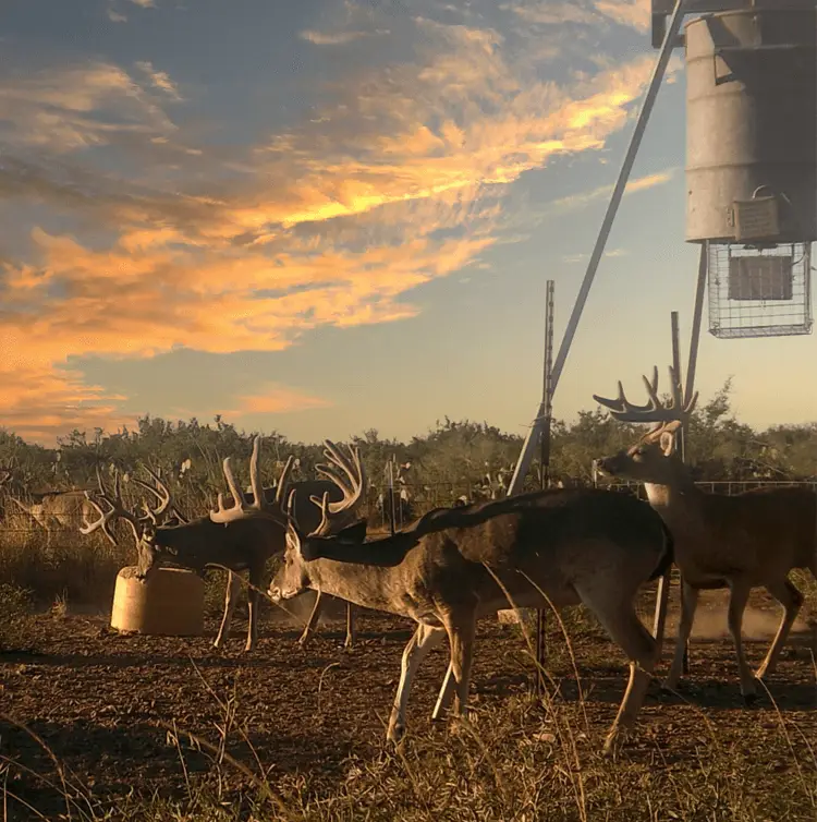 Deer-Products and accesories