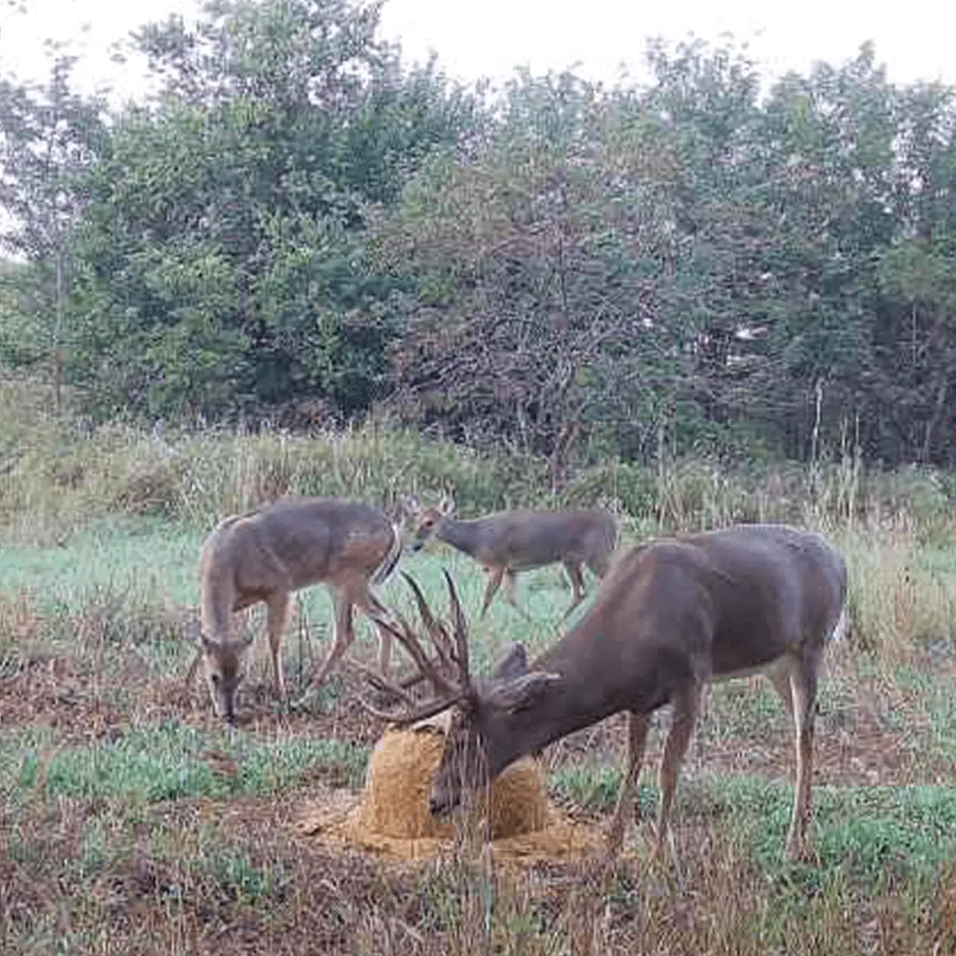 Deer-Feed